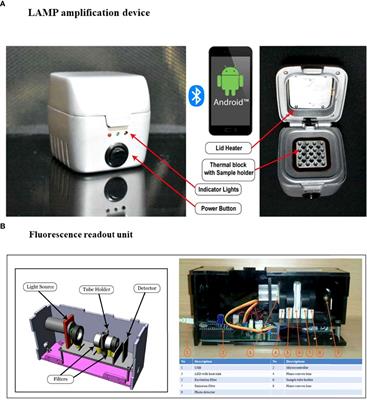 Rapid diagnosis of Plasmodium falciparum malaria using a point-of-care loop-mediated isothermal amplification device